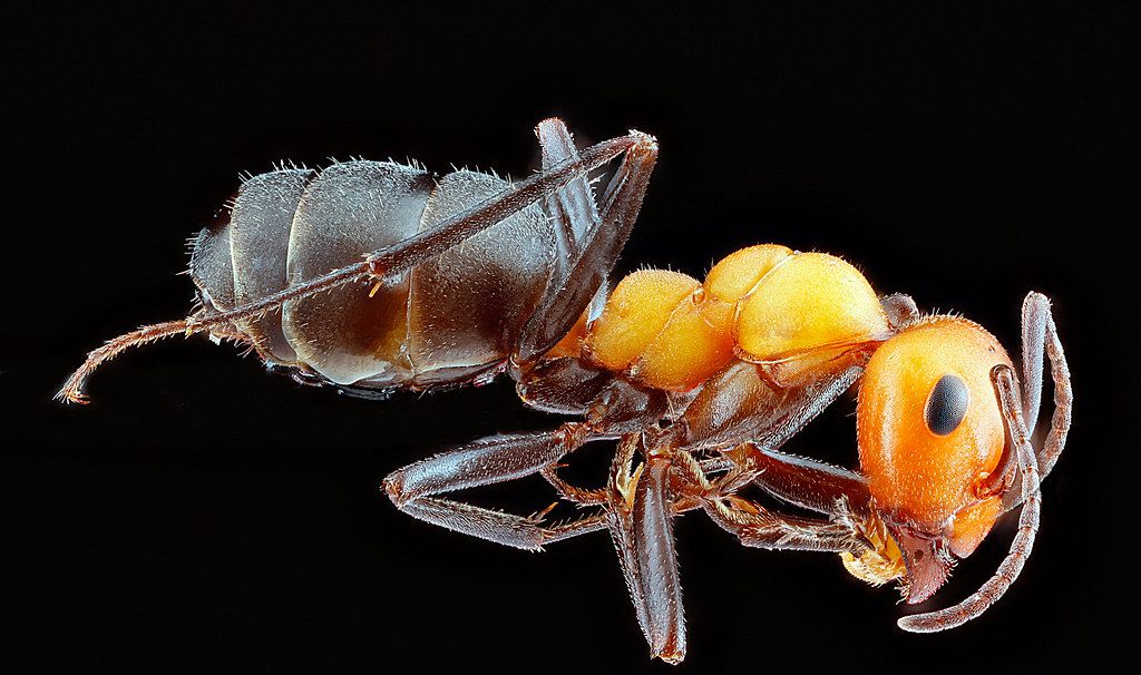 Ant Control service in Newark, NJ