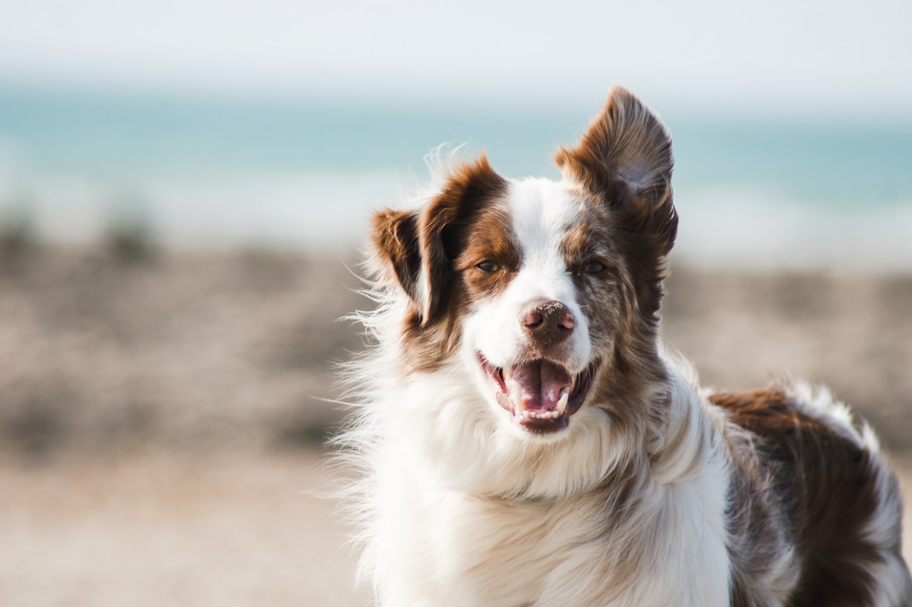 Flea & Tick Control service in Newark, NJ