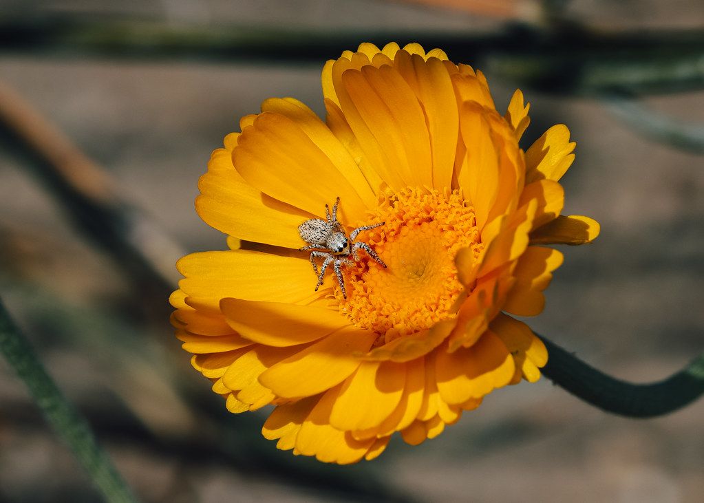 Spider Control service in Newark, NJ